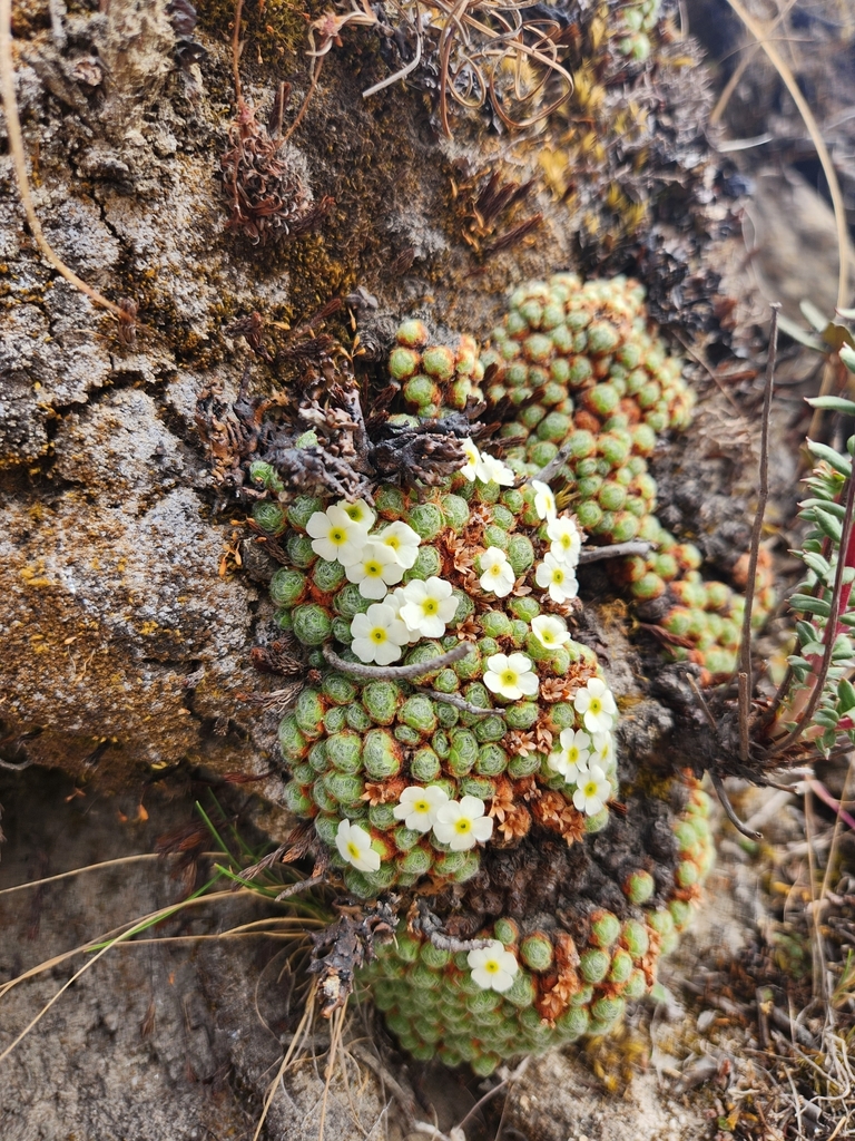 Androsace delavayi