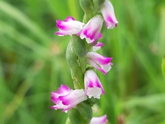 Spiranthes sinensis