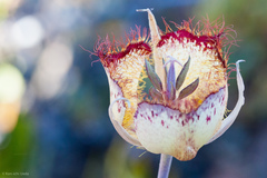 Calochortus fimbriatus