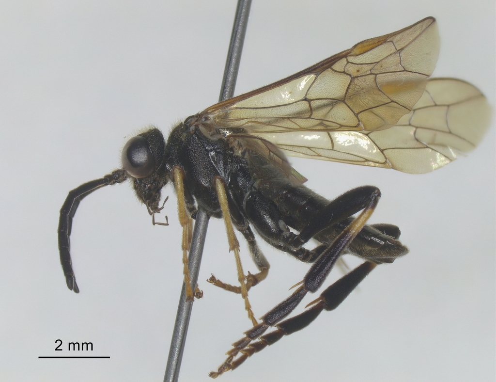 Siobla japonica