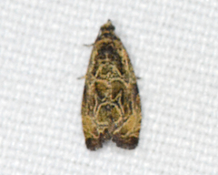 Olethreutes furfuranum