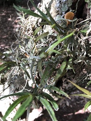Angraecum cultriforme image