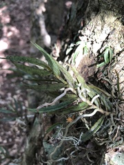 Angraecum cultriforme image