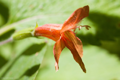 Clinopodium mimuloides