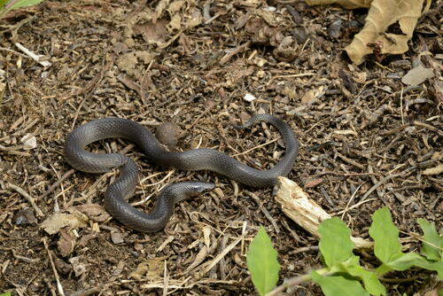 Coffee Earth Snake