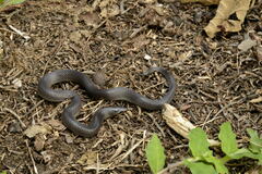 Coffee Earth Snake photo 5