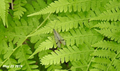 Mecoptera