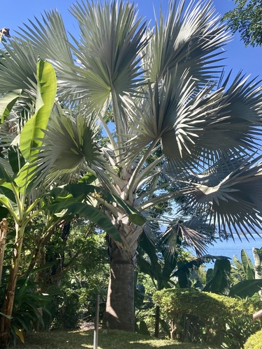 How to identify Bismarckia nobilis Hildebrandt & H.Wendl.