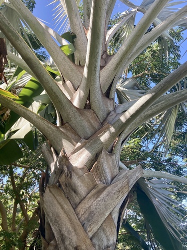Bismarck Palm