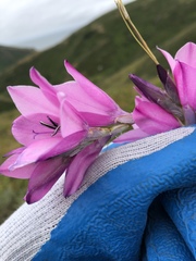 Watsonia borbonica