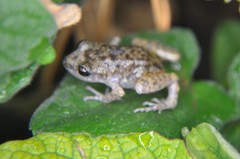 Eleutherodactylus verrucipes