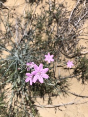 Lygodesmia grandiflora