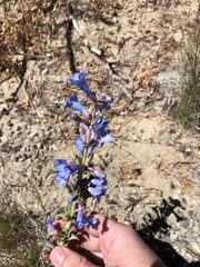 Penstemon angustifolius