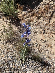 Penstemon angustifolius
