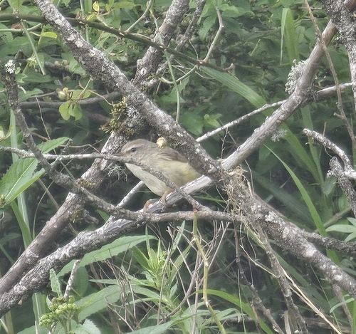 Yellow-bellied Bush Warbler (Horornis acanthizoides), photo 7