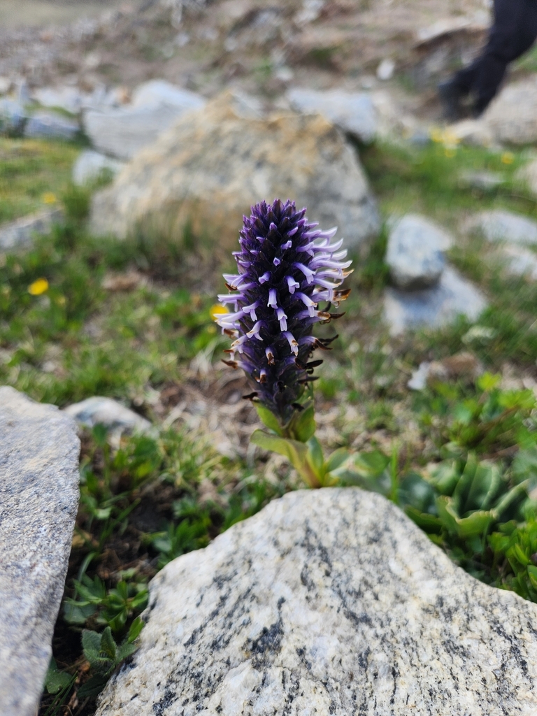 Lagotis kunawurensis