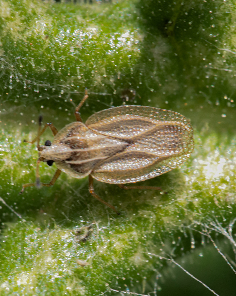 Elasmotropis testacea