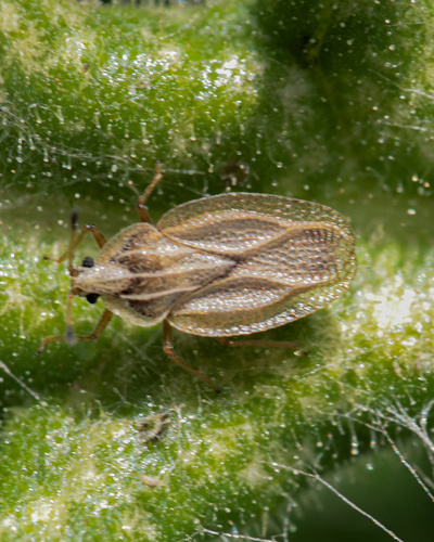 Elasmotropis testacea