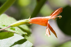 Clinopodium mimuloides