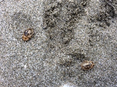 Chaerodes trachyscelides