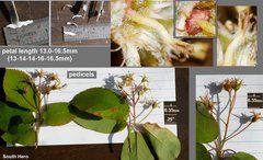 Amelanchier × intermedia