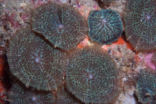 Rhodactis bryoides