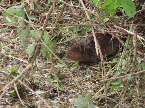 Eurasian Water Vole (Arvicola amphibius)