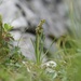 Chamorchis alpina - Photo no hay derechos reservados, subido por Michael Bommerer