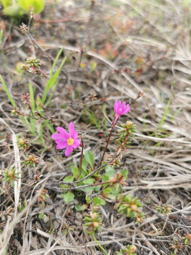Image of Primula cuneifolia by (c) Алина Плебейко, some rights reserved (CC BY)