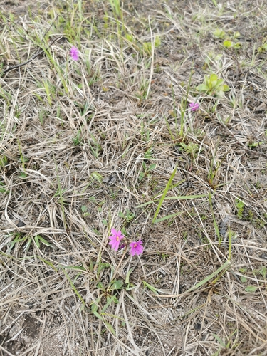 Image of Primula cuneifolia by (c) Алина Плебейко, some rights reserved (CC BY)