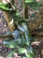 Cissus rotundifolia image