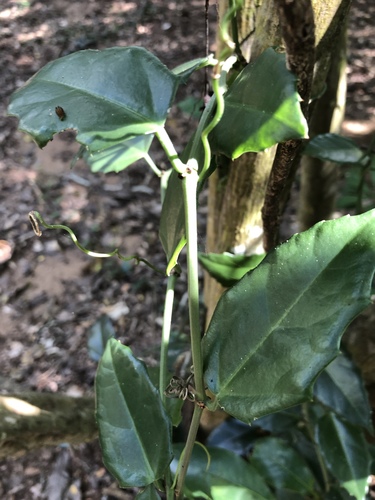 Cissus rotundifolia image