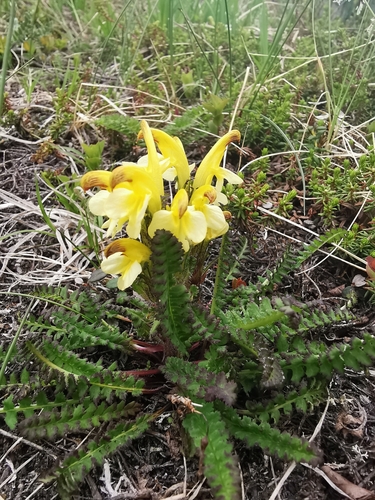 Image of Pedicularis oederi by (c) Алина Плебейко, some rights reserved (CC BY)