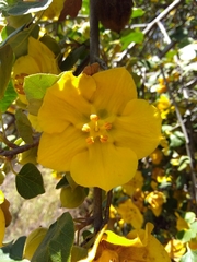 Fremontodendron californicum