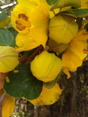 Fremontodendron californicum