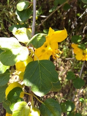 Fremontodendron californicum