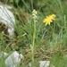 Small-white Orchid - Photo (c) Michael Bommerer, some rights reserved (CC BY), uploaded by Michael Bommerer