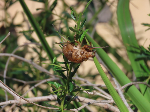 Image of Tree Violet (Melicytus dentatus) by (c) ian_mcallan, some rights reserved (CC BY)