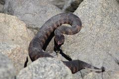 Nerodia sipedon williamengelsi