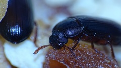 Ulomoides dermestoides