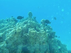 Acanthurus nigrofuscus