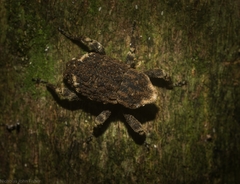 Poropterus bisignatus