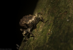 Poropterus bisignatus