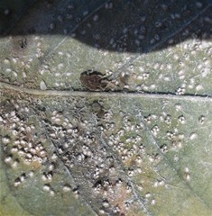 Siphoninus phillyreae