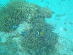 Amphiprion bicinctus