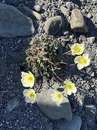 Oreomecon dahliana (Oreomecon dahliana)