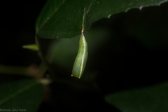 Protographium leosthenes
