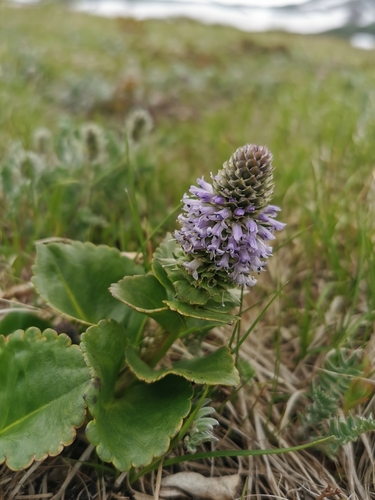 Image of Lagotis glauca by (c) Алина Плебейко, some rights reserved (CC BY)