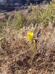 Calochortus aureus