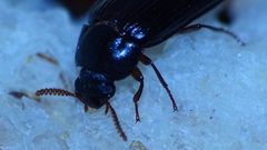 Ulomoides dermestoides